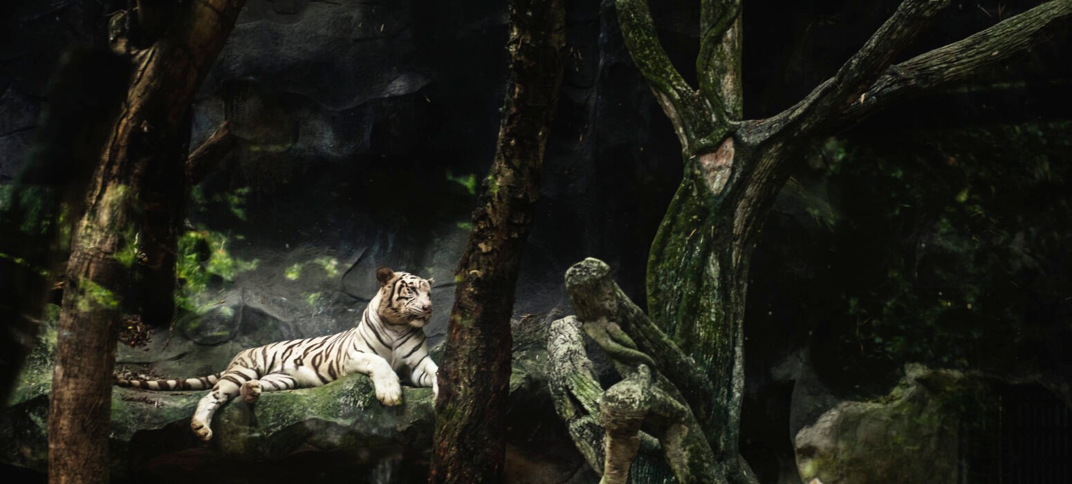 Safari nocturne à Bali : à quoi s'attendre vraiment ?